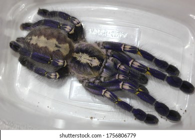 Spider Poecilotheria Metallica In A Container