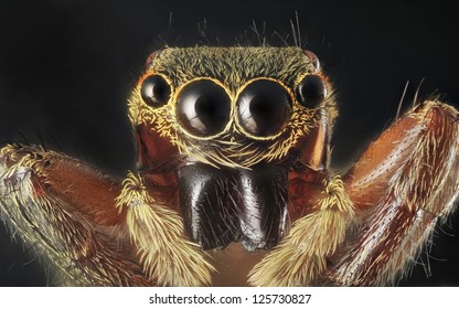 49,734 Spider In Face Images, Stock Photos & Vectors | Shutterstock