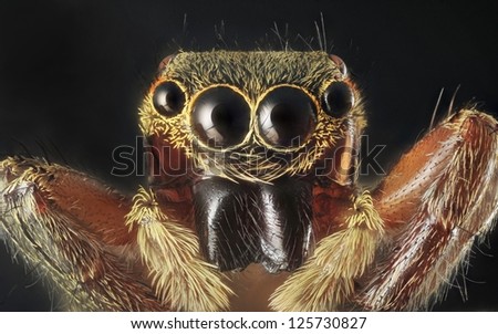 Spider portrait with 7X magnification and full depth of view.