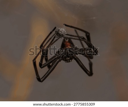 Spider preparing a meal for later