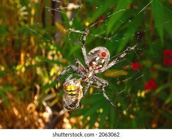 spider with prey