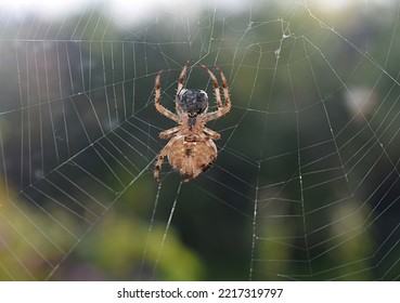 A Spider With Its Prey, A Fly Wrapped In A Cocoon.