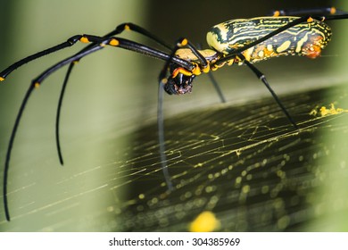 Spider In Rain Forest (golden Orb Weavers)