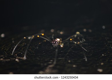 Spider Resting On A Web
