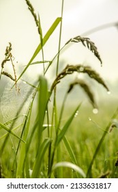 Spider Rice Field Sunrise Dew