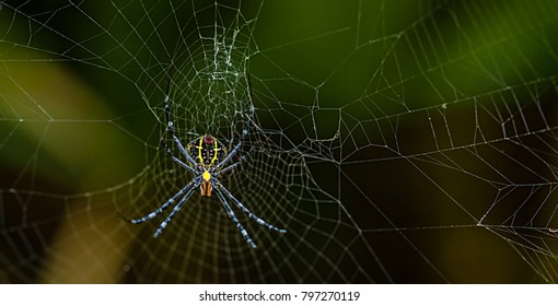 A Spider Seen In Hithadhu, Addu Atoll, Maldives