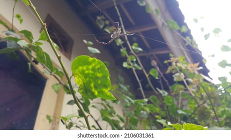 A Spider With A Severed Leg. Blurred Image