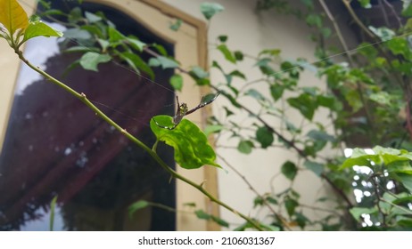 A Spider With A Severed Leg. Blurred Image