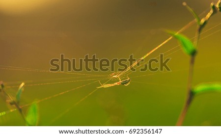 Similar – Image, Stock Photo drosera madagascariensis