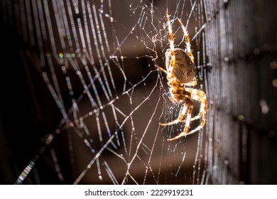 spider sits on a web side view glows in the sun close-up on a sunny day in a dark room