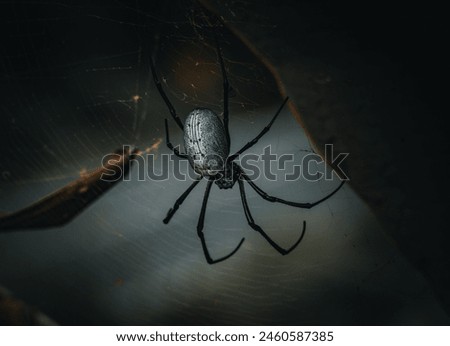 spider sitting in his web