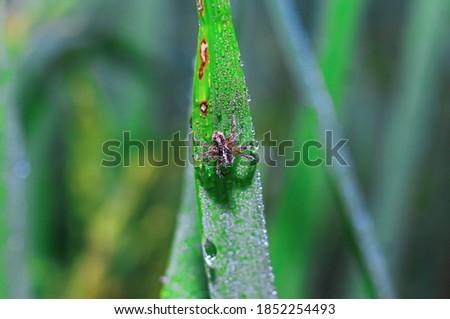 Spider sitting on the grass with green background. Dewdrops on spider closeup with green background for the wallpaper.