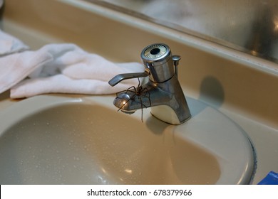 Spider Sitting On A Hotel Bathroom Sink Faucet. Arachnophobia, Motel Horrors, Scary Spider Waiting To Attack Unsuspecting Guests. Uninvited Guest, Terror.