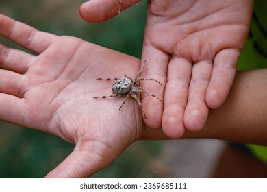 Spider is sitting on persons hand with blurry background.