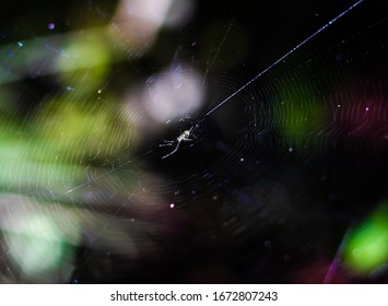 A Spider Sitting on a Web