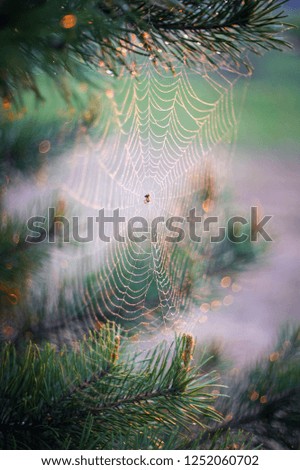 Similar – lake view Lake Woman