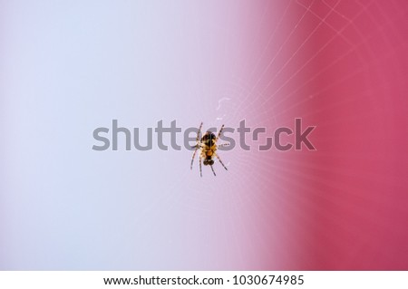 Similar – Bug on a windowsill Animal