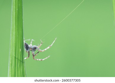 A spider skillfully constructs a delicate web on a vibrant green leaf, showcasing nature's artistry.