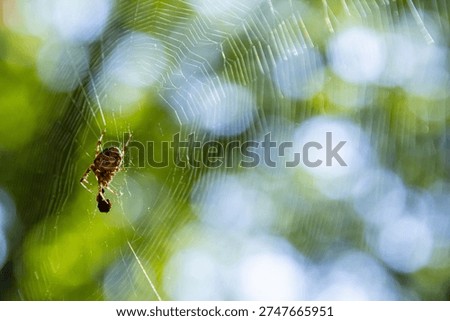 A spider skillfully creates a delicate web, glistening in the sunlight among vibrant foliage, showcasing nature's artistry and craftsmanship in detail.