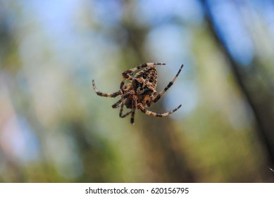 Spider Skull On Back Macro Stock Photo Edit Now 620156795