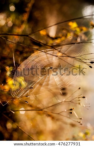 Similar – beech forest Nature