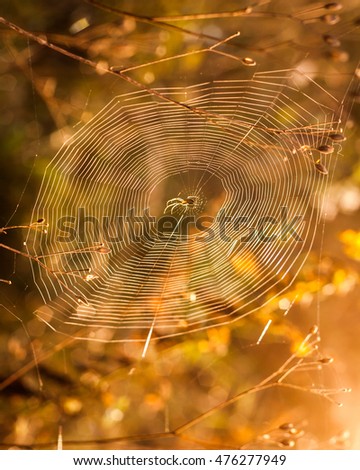 Image, Stock Photo Summer meadow with mosquitoes