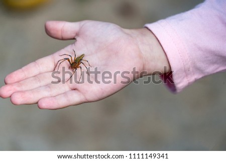 Similar – Bugs. Beetle Insect Hand