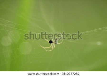 spider, small spider, photo of a small spider in its nest on a green background