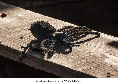 Spider Soaking Up The Sun