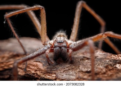 1,273 Spider tegenaria Images, Stock Photos & Vectors | Shutterstock