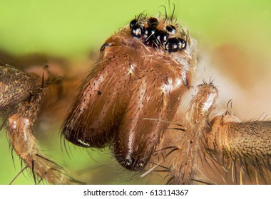 Spider, Spiders