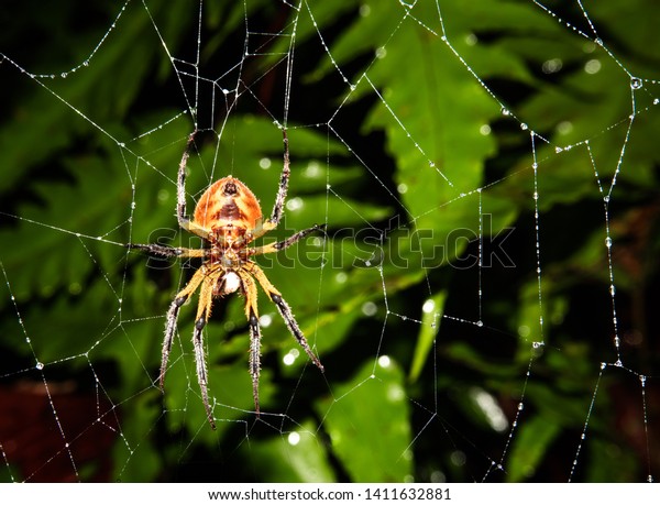 蜘蛛の巣の中のクモが餌食を待っている バービラ国立公園 コスタリカのジャングルで撮影された写真 の写真素材 今すぐ編集