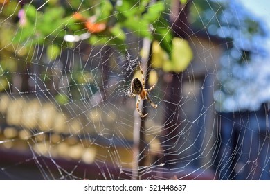 spider and spiderweb