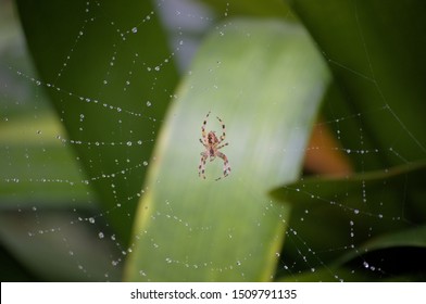 A Spider And A Spiderweb Full Of Rain Drops