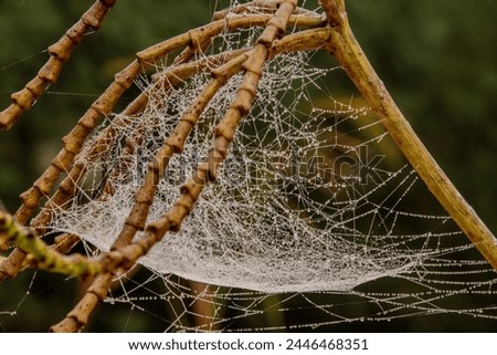 Spider and spiderweb: Spiders survival and living on their own web. winter morning Dew water droplets on web. Macro photography. 