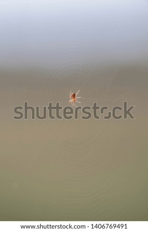 Similar – Image, Stock Photo spider Wild animal Spider