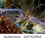 Spider Squat Lobster (Chirostylus dolichopus)