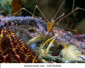 Spider Squat Lobster (Chirostylus dolichopus)