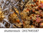 Spider squat lobster in the Philippines