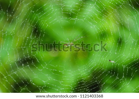 Image, Stock Photo drosera madagascariensis