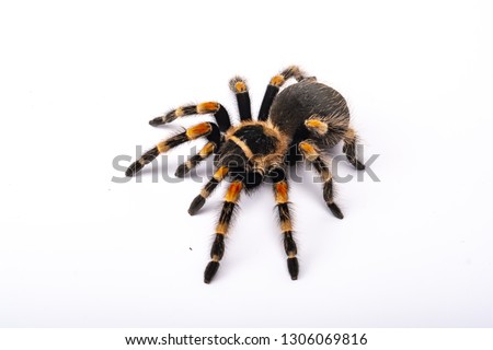 Spider Tarantula brachipelma smithi on white background