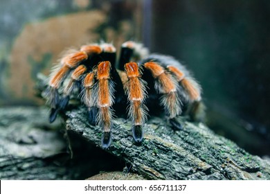 Spider tarantula close up - Powered by Shutterstock