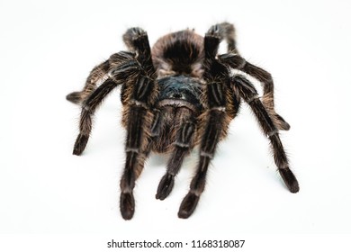 Spider Tarantula On White Background Isolated Stock Photo 1168318087 ...