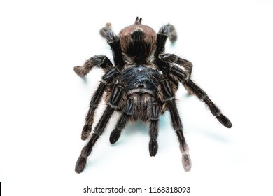 Spider Tarantula On White Background Isolated Stock Photo 1168318093 ...