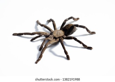 Top View Brazilian Blue Tarantula Aka Stock Photo (Edit Now) 1833189391