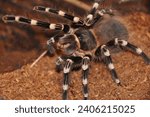 spider, terrarium, tarantula, tarantulas, spiders, arachnids, Theraphosidae, large size, predators, self defense, stingers, exotic pets, enthusiasts, varied habitat