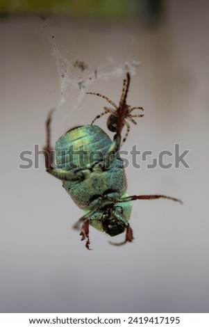 Spider that captured a beetle