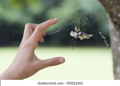 Spider that caught the prey - Shutterstock ID 703321453