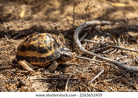 Spider tortoise (Pyxis arachnoides), endemic species of tortoise in the family Testudinidae, Arboretum d'Antsokay. Madagascar wildlife animal