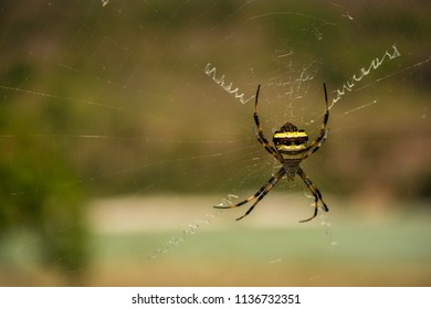 Spider and the trap